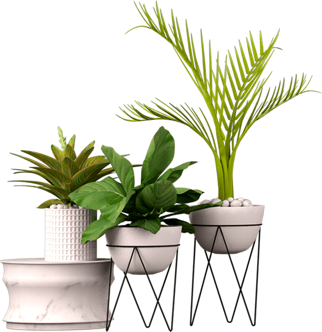 Minimalist indoor potted plants